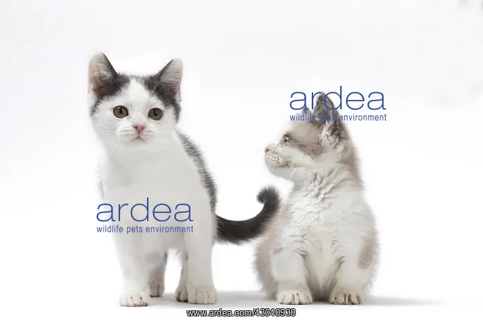  : Munchkin cat and kitten in the studio