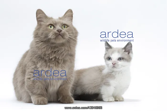 : Munchkin cat and kitten in the studio