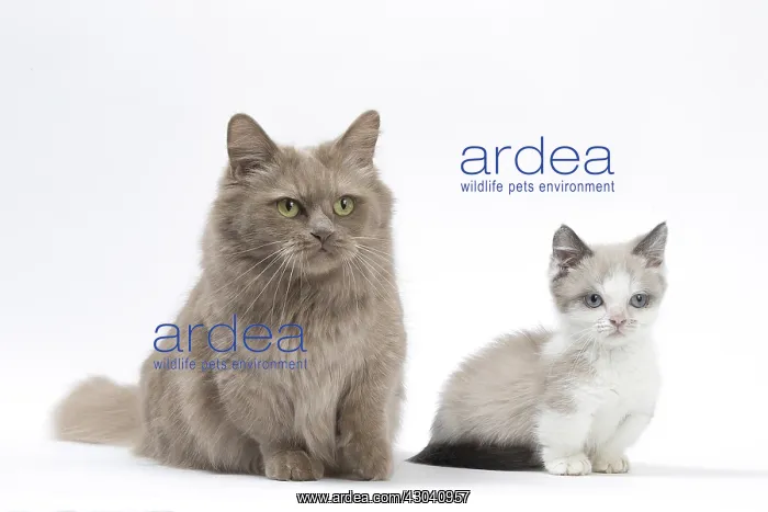  : Munchkin cat and kitten in the studio