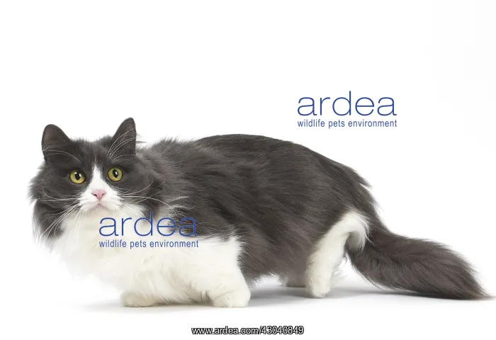  : Munchkin cat in the studio