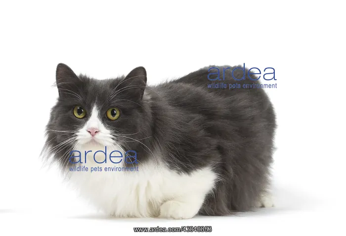  : Munchkin cat in the studio