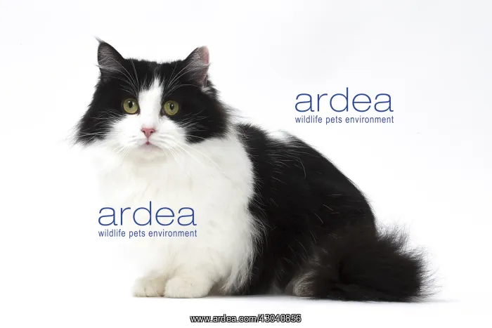  : Munchkin cat in the studio