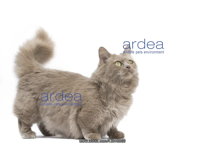  : Munchkin cat in the studio