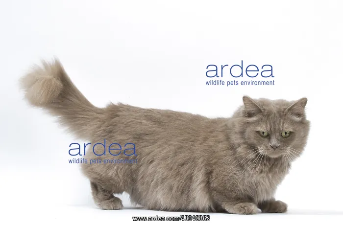  : Munchkin cat in the studio