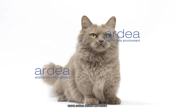  : Munchkin cat in the studio