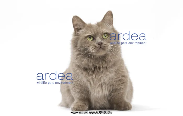  : Munchkin cat in the studio
