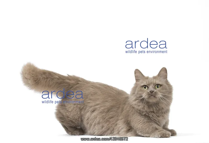  : Munchkin cat in the studio