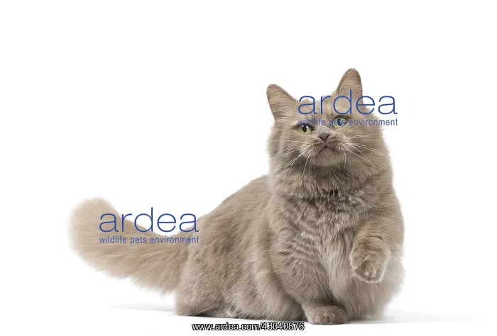  : Munchkin cat in the studio