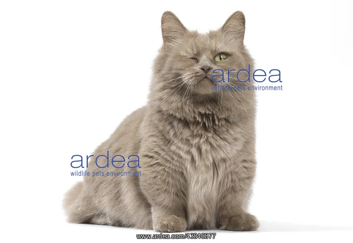  : Munchkin cat in the studio