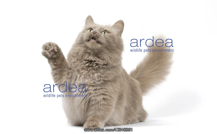  : Munchkin cat in the studio