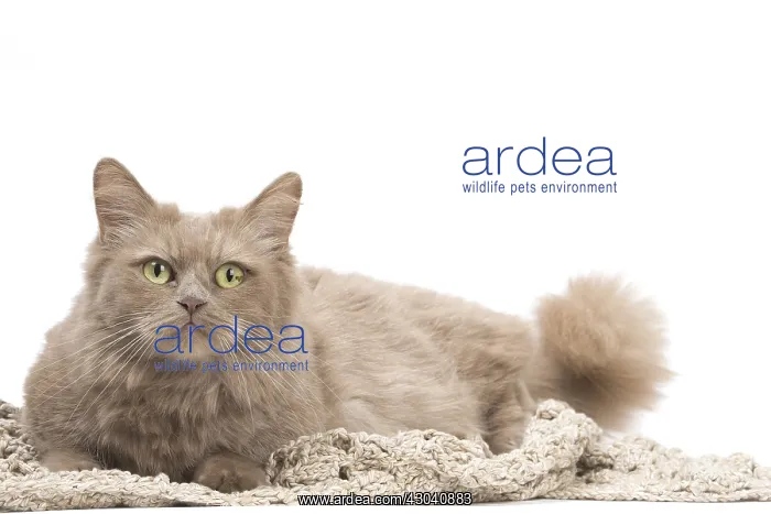  : Munchkin cat in the studio