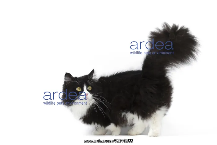  : Munchkin cat in the studio