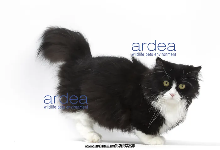  : Munchkin cat in the studio