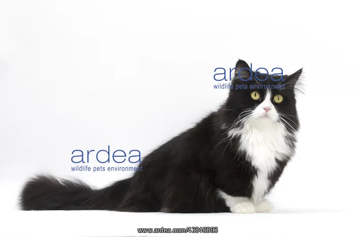  : Munchkin cat in the studio