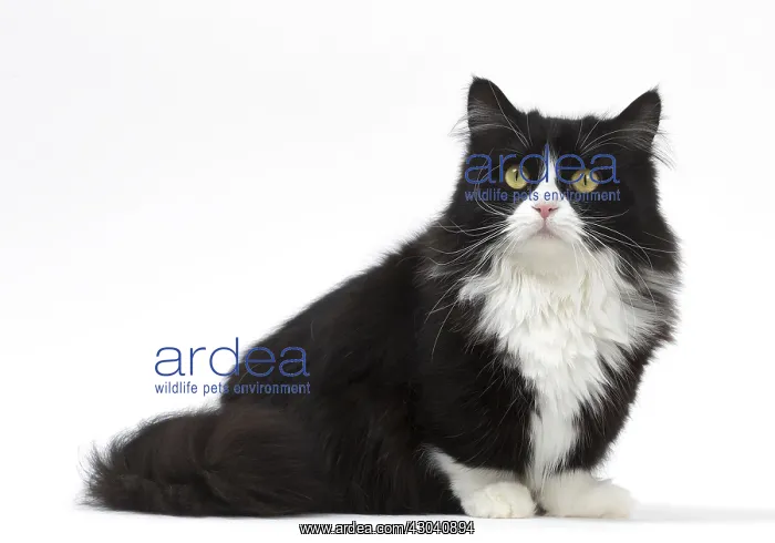  : Munchkin cat in the studio