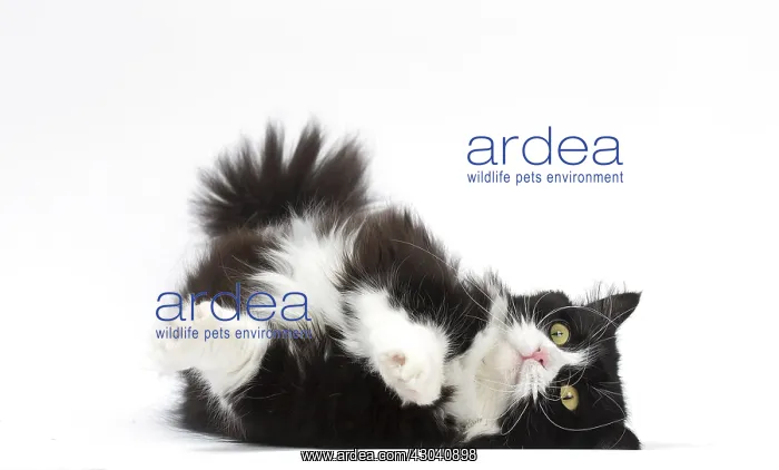  : Munchkin cat in the studio