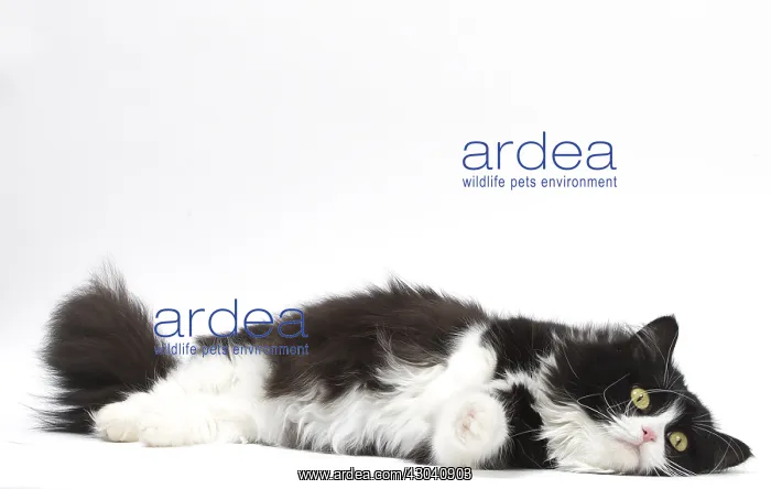  : Munchkin cat in the studio