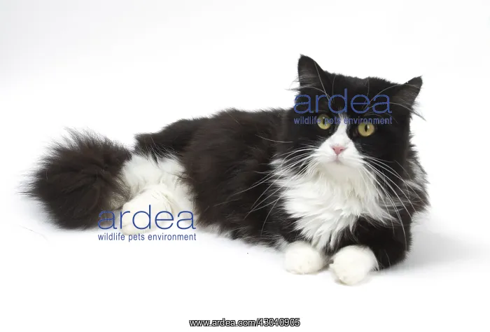  : Munchkin cat in the studio