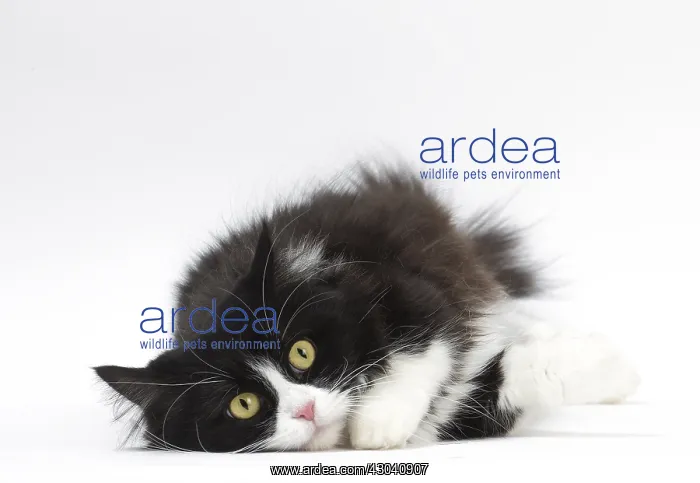  : Munchkin cat in the studio