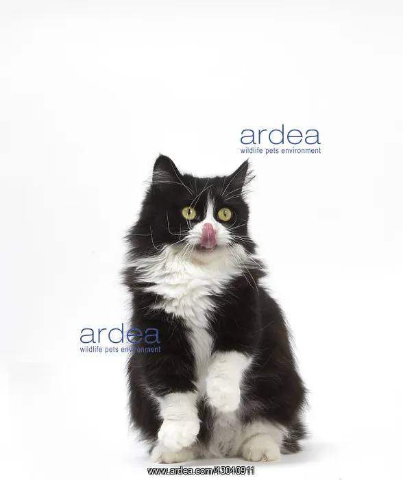  : Munchkin cat in the studio