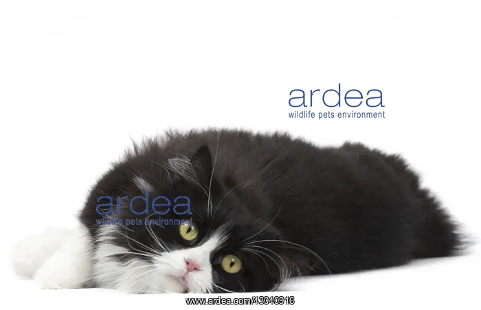  : Munchkin cat in the studio