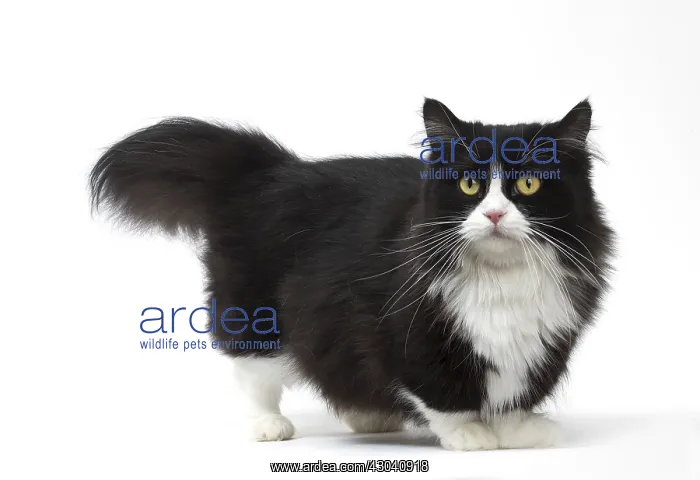  : Munchkin cat in the studio