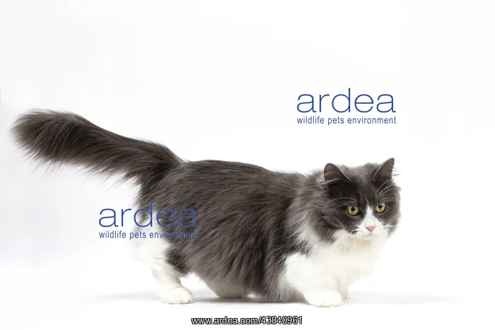  : Munchkin cat in the studio