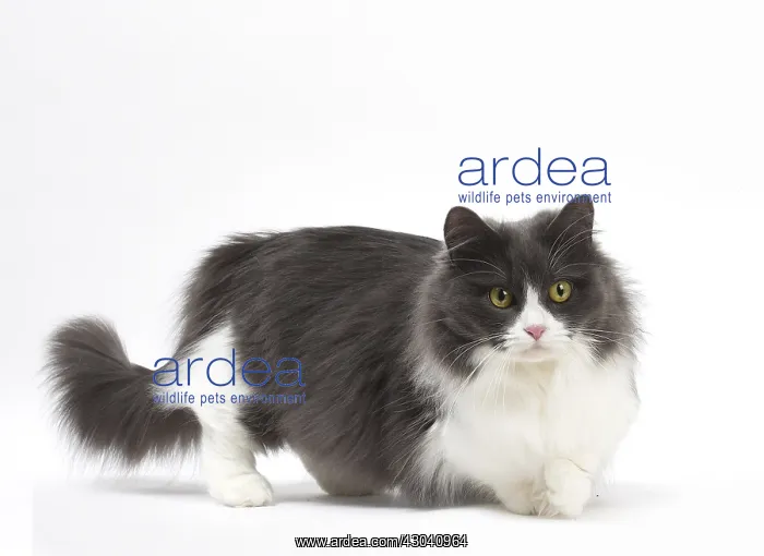  : Munchkin cat in the studio