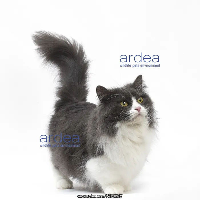  : Munchkin cat in the studio