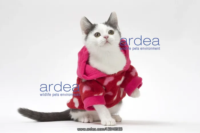 : Munchkin cat wearing a pink hoodie in the studio : Munchkin cat wearing a pink hoodie in the studio