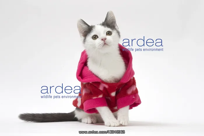 : Munchkin cat wearing a pink hoodie in the studio : Munchkin cat wearing a pink hoodie in the studio