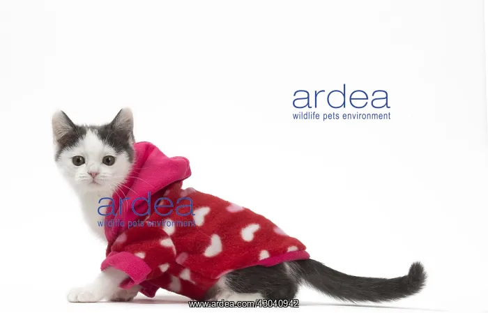 : Munchkin cat wearing a pink hoodie in the studio : Munchkin cat wearing a pink hoodie in the studio