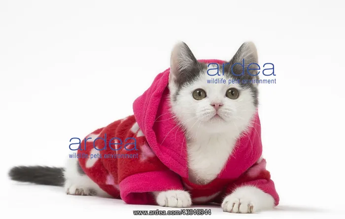 : Munchkin cat wearing a pink hoodie in the studio : Munchkin cat wearing a pink hoodie in the studio
