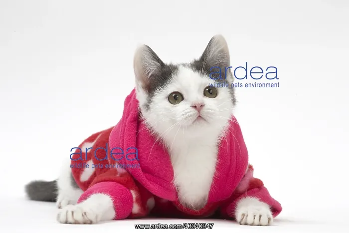 : Munchkin cat wearing a pink hoodie in the studio : Munchkin cat wearing a pink hoodie in the studio