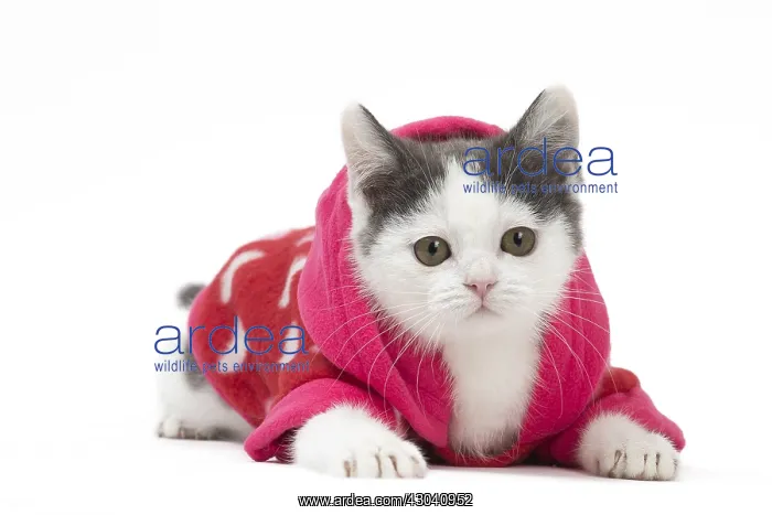 : Munchkin cat wearing a pink hoodie in the studio : Munchkin cat wearing a pink hoodie in the studio