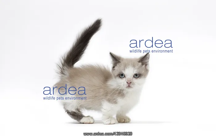  : Munchkin kitten in the studio