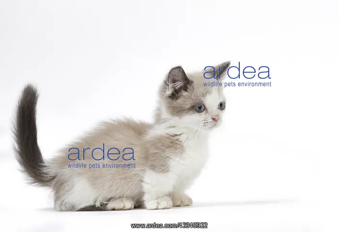  : Munchkin kitten in the studio