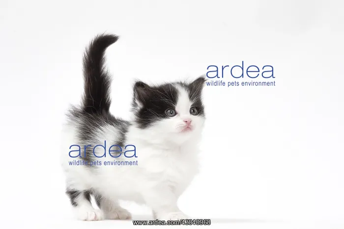  : Munchkin kitten in the studio