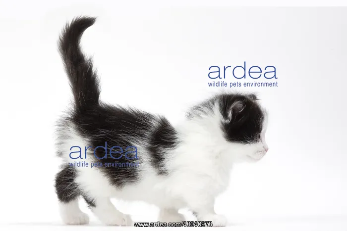  : Munchkin kitten in the studio