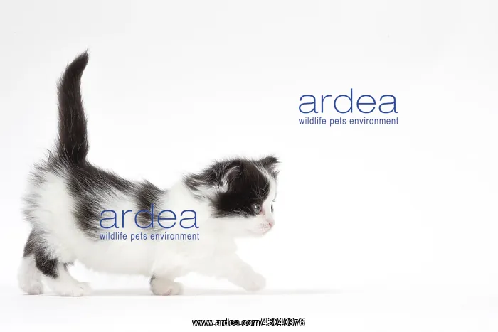  : Munchkin kitten in the studio