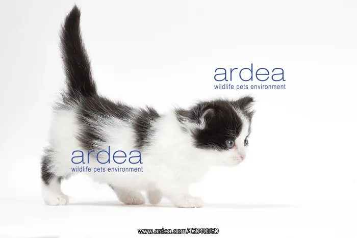  : Munchkin kitten in the studio