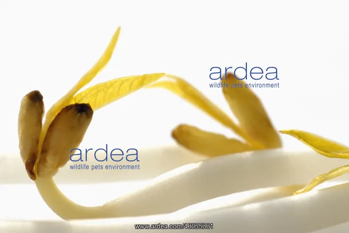 : Mung bean, Vigna radiata : Mung bean, Vigna radiata