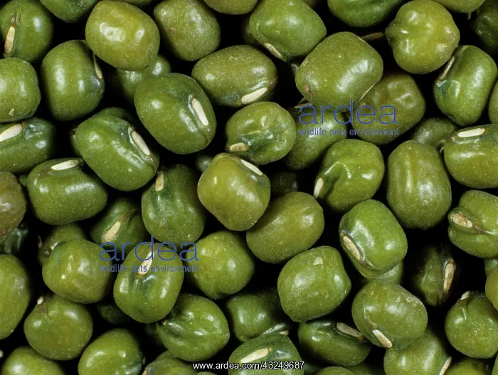 : Mung Bean (Phaseolus aureus) seeds sprouting : Mung Bean (Phaseolus aureus) seeds sprouting