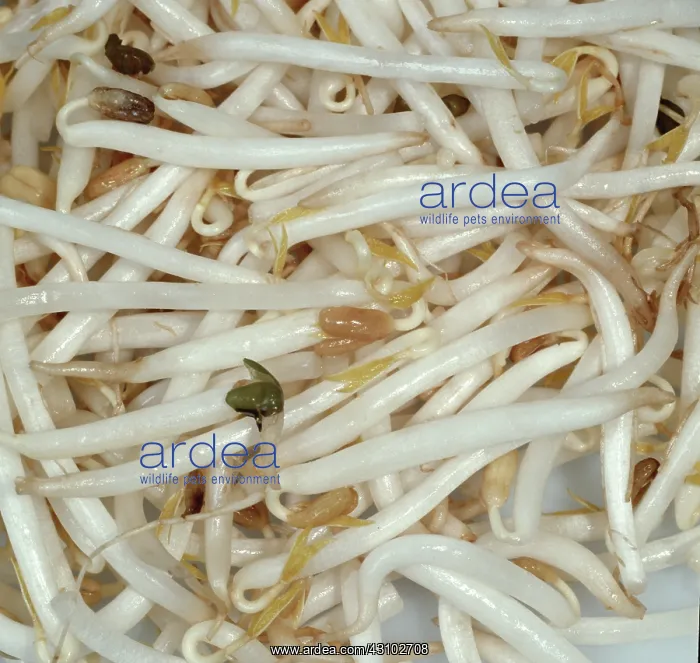 : Mung Bean Sprouts : Mung Bean Sprouts