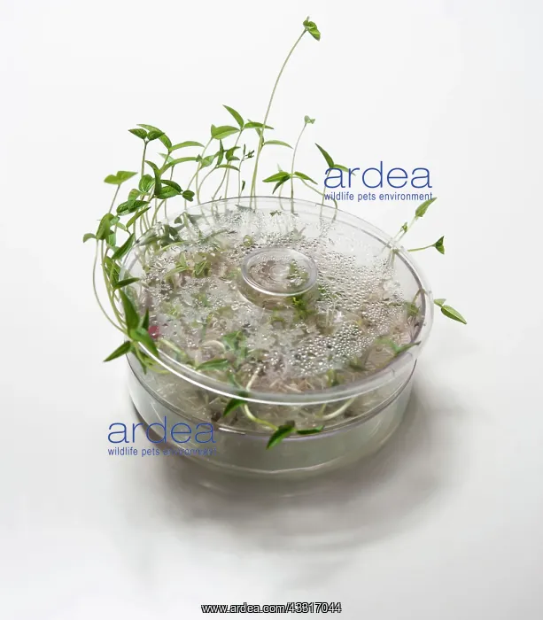 : Mung bean, Vigna radiata, escaping out of the sides : Mung bean, Vigna radiata, escaping out of the sides