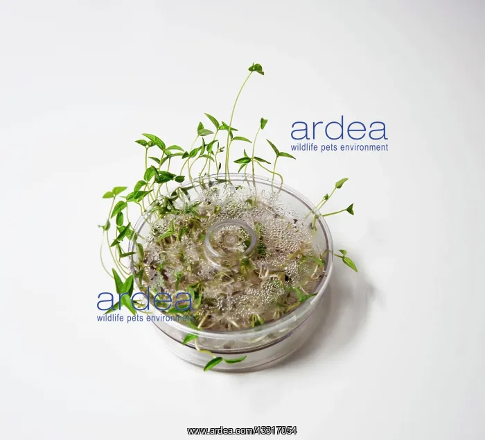 : Mung bean, Vigna radiata, escaping out of the sides : Mung bean, Vigna radiata, escaping out of the sides