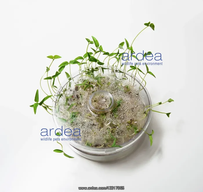 : Mung bean, Vigna radiata, escaping out of the sides : Mung bean, Vigna radiata, escaping out of the sides