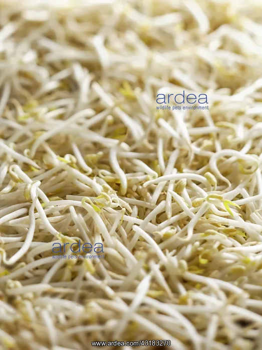 : Mung bean, Vigna radiata, Top view of a mass of : Mung bean, Vigna radiata, Top view of a mass of
