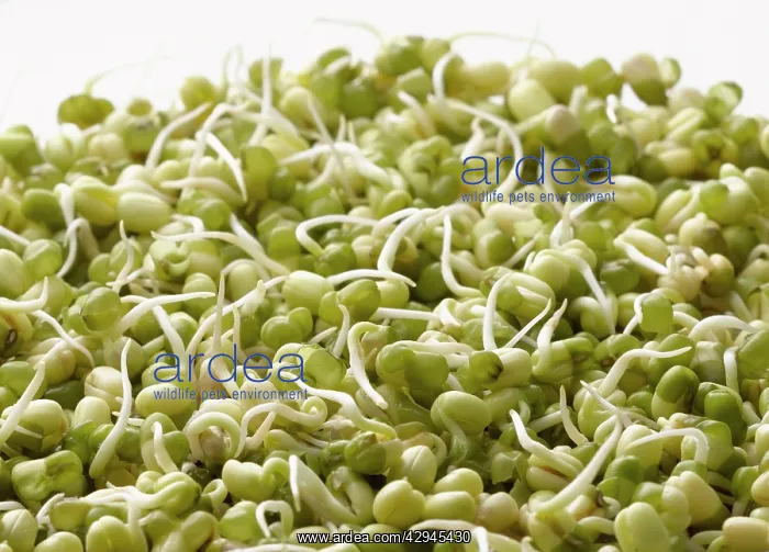 : Mungbean, Vigna radiata : Mungbean, Vigna radiata