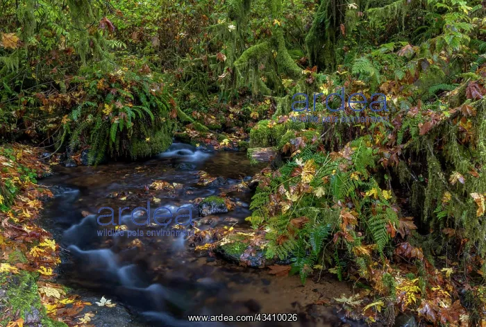 : Munson Creek Falls State Natural Site in autumn : Munson Creek Falls State Natural Site in autumn